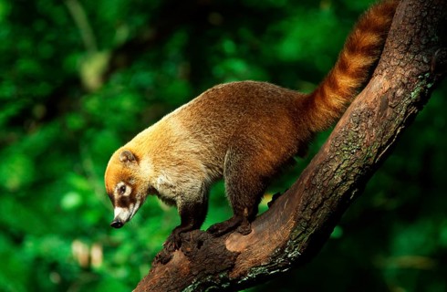 White-nosed Coati (Nasua narica), side