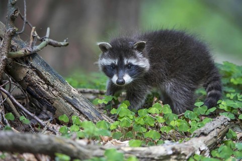 Raccoon (Procyon lotor) , Young animal, Lower Saxony, Germany, Europe