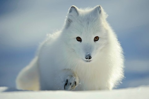 Arctic fox (Alopex lagopus) (Vulpes lagopus)