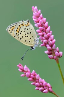 Sooty Copper (Lycaena tityrus) Lower Saxony, Germany, Europe