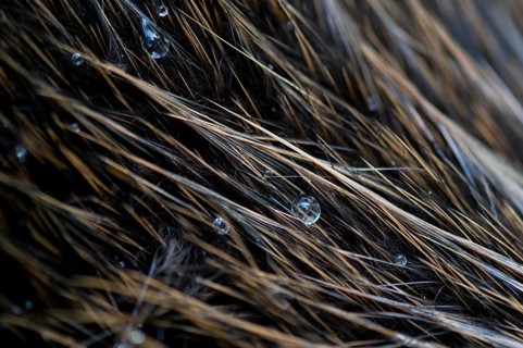 European beaver (Castor fiber), fur, hair, Rosenheim, Bavaria, Germany, Europe