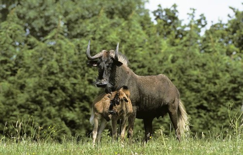 Blacke Wildebeest (connochaetes gnou), Female with Calf