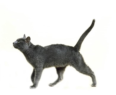 Korat domestic cat