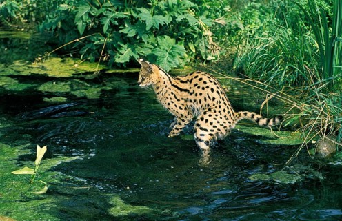 SERVAL (leptailurus serval), ADULT HUNTING IN WATER