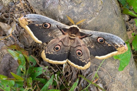 A Saturnia pyri (Saturnia pyri), resting on a stone surrounded by leaves, Krka National Park,