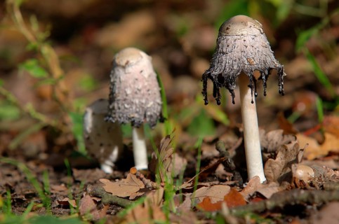 Crested tintling with drops of liquid Shaggy ink cap with drops of liquid