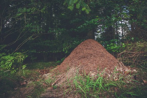 Anthill in a pine forest in Scandinavia