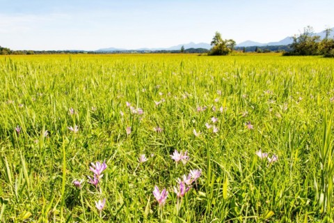Meadow full of crocus flowers in the moor at lake Staffelsee (Bavaria) (Germany)