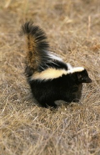 Striped striped skunk (mephitis mephitis), adult