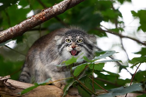 Manul or Pallas's Cat (otocolobus manul), Adult standing on Branch, Snarling