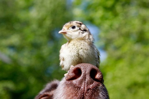 Lesser Munsterlander and Hunting Pheasant (Phasianus colchicus), chick, on nose, Lesser