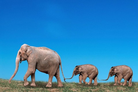 Asian elephant (Elephas maximus) with young, lateral view