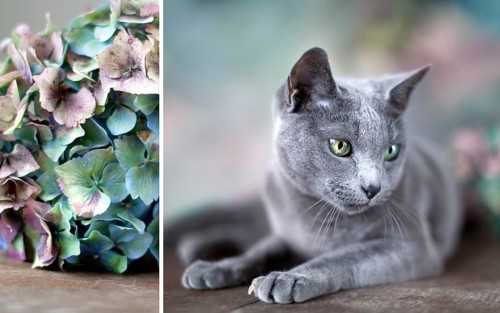 Portrait of a Russian Blue Pedigree Cat