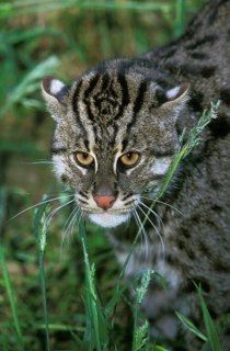 Fishing Cat (prionailurus viverrinus), Portrait of Adult