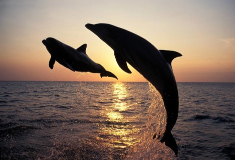 BOTTLENOSE DOLPHIN (tursiops truncatus), ERWACHSENE SPRINGEN BEIM SONNENUNTERGANG, HONDURAS