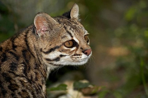 Tiger Cat or Oncilla (leopardus tigrinus), Portrait of Adult