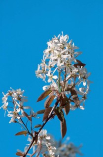 Bare rock pear (Amelanchier laevis)