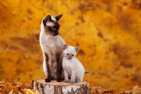 Siamese cat (old type), seal-point, with kittens, blue-point, Thai cat, Siamesin