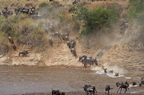 Blue Wildebeest (connochaetes taurinus), Herd Crossing River during Migration, Masai Mara park in