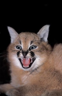 Caracal (caracal caracal), Cub snarling