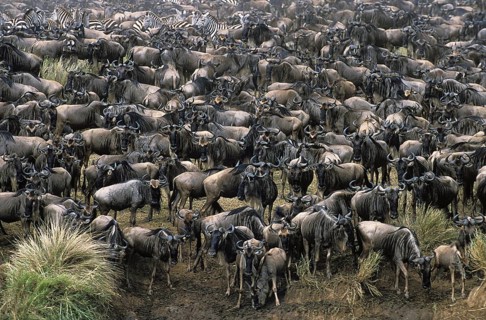 Blue Wildebeest (connochaetes taurinus), Herd ready for crossing Mara River during Migration, Masai
