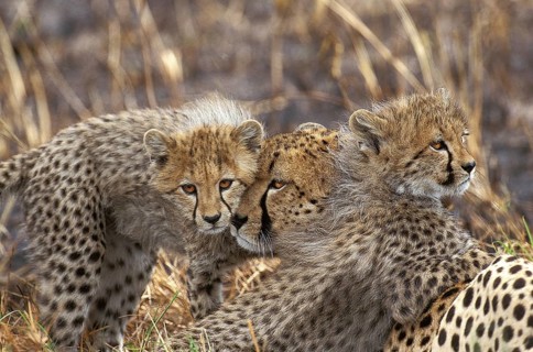 Cheetah (acinonyx jubatus), Mother and Cub, Masai Mara Park in Kenya