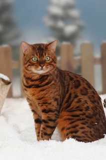 Bengal cat, male, lateral