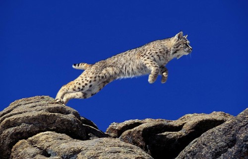 Bobcat (lynx rufus), Adult leaping on Rocks, Canada, North America