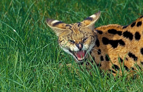 SERVAL (leptailurus serval), ADULT GROWLING