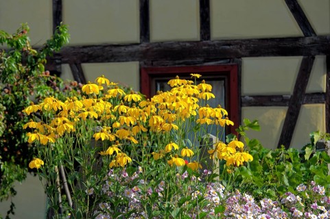 Coneflower flowering in the garden, orange coneflower (Rudbeckia fulgida), Glowing coneflower