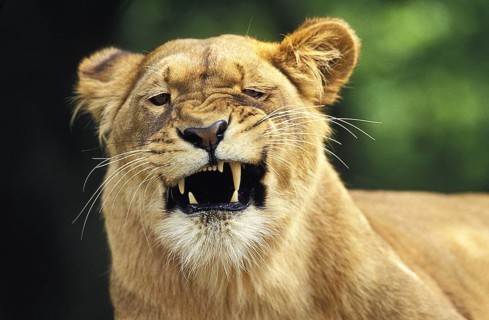 African Lion Niche Lion Niche Lion, Lions (panthera leo), Predators, Mammals, Animals Lion, Female