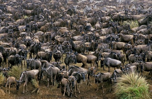 Blue Wildebeest (connochaetes taurinus), Herd during Migration, Masai Mara Park in Kenya