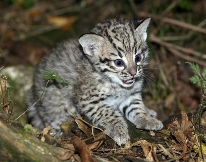 Geoffroy's cat, oncifelis geoffroyi, kitten