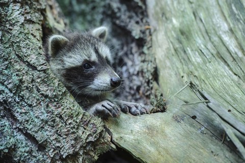 Raccoon (Procyon lotor) , Young animal, Lower Saxony, Germany, Europe