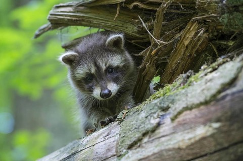 Raccoon (Procyon lotor) , Young animal, Lower Saxony, Germany, Europe