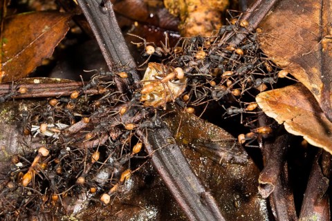 Driver ants form living Eciton burchellii (Eciton burchelli), ant, ants, Costa Rica, Central