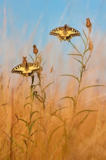 Swallowtail (Papilio machaon) North Rhine-Westphalia, Germany, Europe