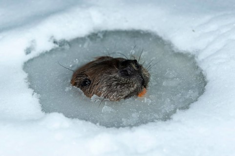 European beaver (Castor fiber), Rosenheim, Bavaria, Germany, Europe