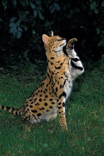 Serval (leptailurus serval), Adult holding up Front Paw