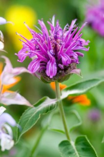 Beebalm (Monarda hybrid)