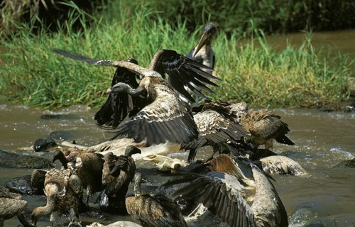 Ruppell's vulture, gyps rueppelli, group eating wildebeest carcass in Mara River, Masai Mara Park