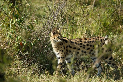 Serval (leptailurus serval), Adult standing in Long Grass, Masai Mara Park in Kenya
