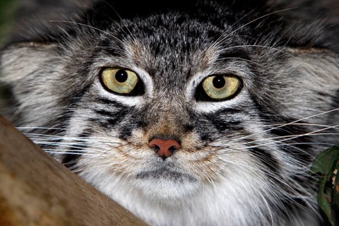 MANUL OR PALLAS'S CAT (otocolobus manul), HEAD CLOSE-UP OF ADULT