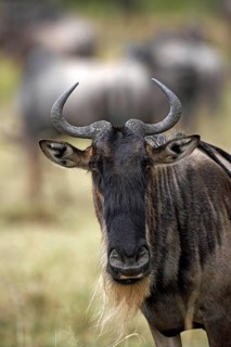 Blue Wildebeest (connochaetes taurinus), Portrait of Adult, Masai Mara Park in Kenya