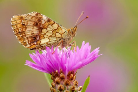 Maedesüß-Perlmutterfalter (Centaurea jacea), Rhineland-Palatinate, Germany, Europe