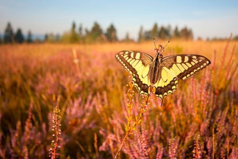 Swallowtail (Papilio machaon) in Heide, North Rhine-Westphalia, Germany, Europe