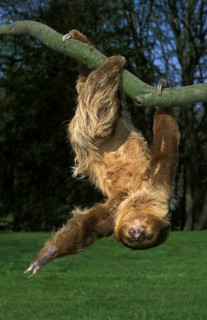 Linnaeus's two-toed sloth (choloepus didactylus), adult hanging from branch