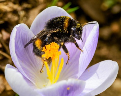 Macro of a bumblebee at a purple crocus flower blossom