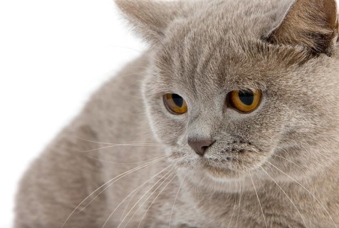 Lilac British Shorthair Domestic Cat, Female against White Background