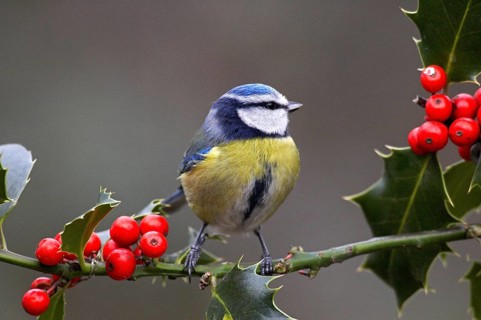 Blue tit (parus caeruleus), adult on holly branch, Normandy